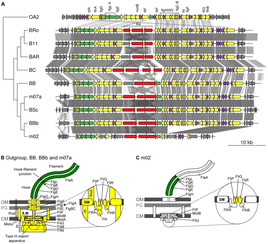 Gene order structures of the segment encoding the flagellum.
