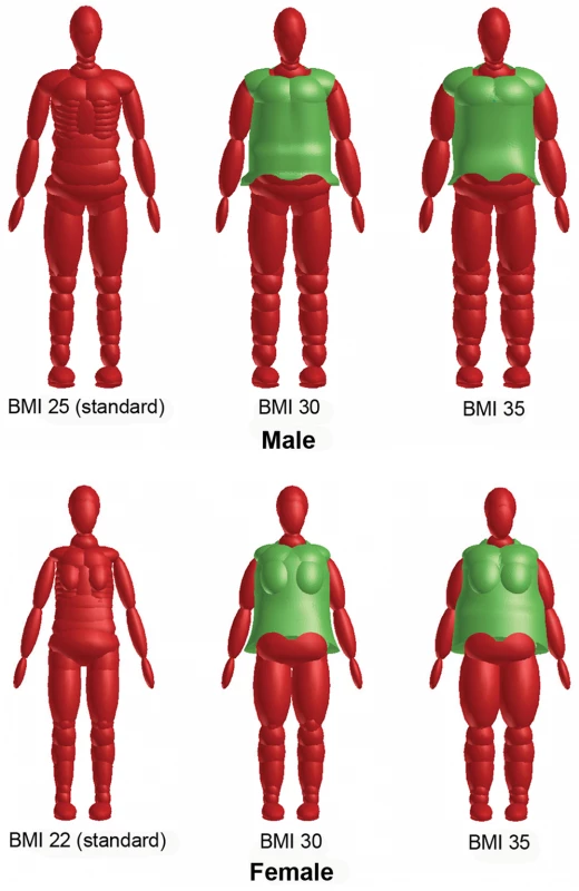 Standard and obese dummy models for male (top) and female (bottom).