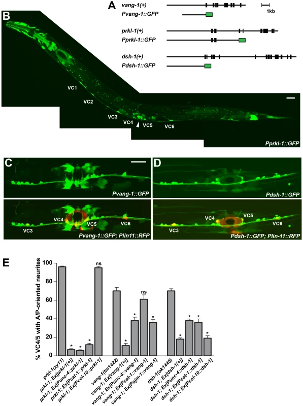 PCP genes act autonomously in VC4 and VC5 and non-autonomously from epithelial cells to inhibit neurite growth.