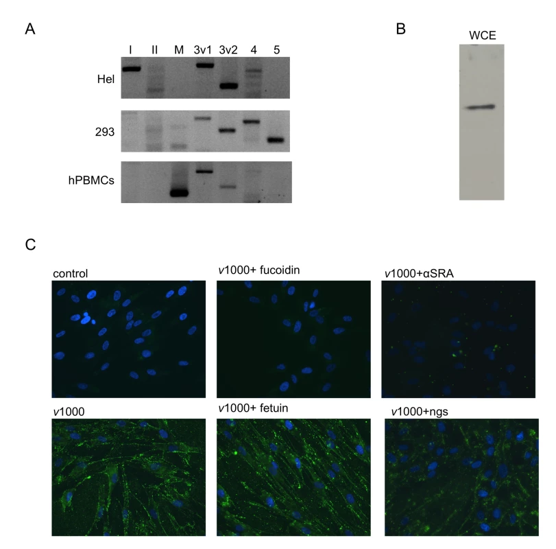 Human fibroblasts express SR-As that mediate dsRNA binding via the collagenous domain.