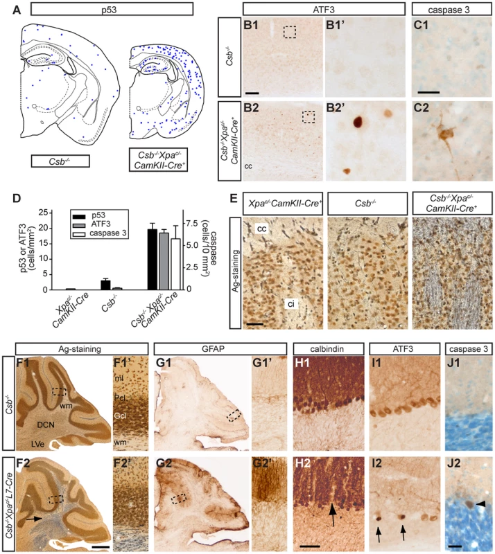 Neurodegenerative changes in forebrain neuron-specific and Purkinje cell-specific knockout of <i>Xpa</i> in <i>Csb<sup>−/−</sup></i> mice.