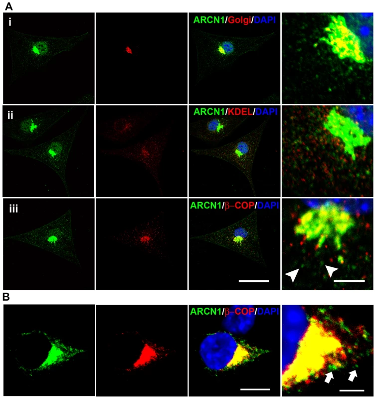Subcellular localization of ARCN1.