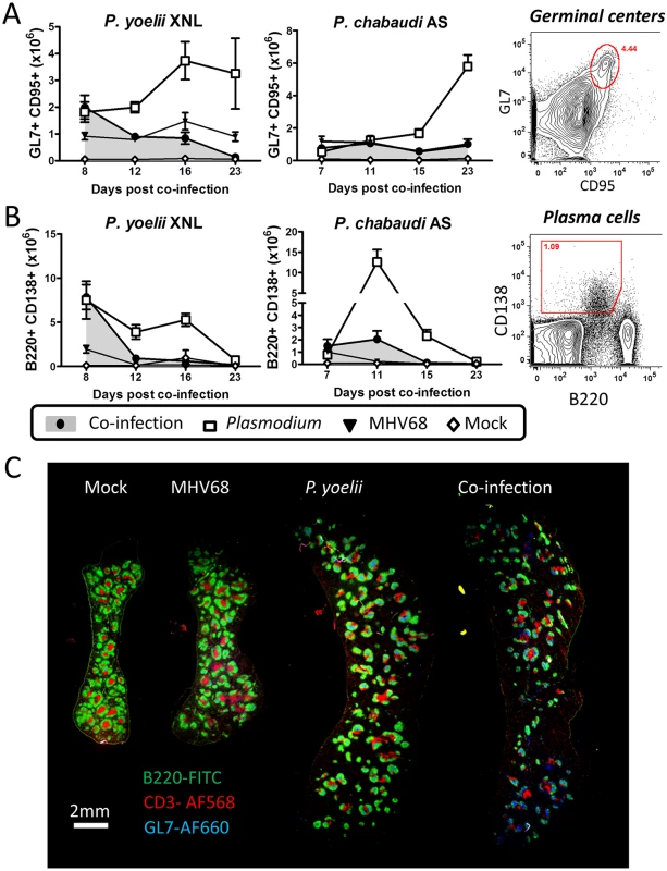 MHV68 suppresses splenic B cell responses during co-infection with <i>Plasmodium</i>.