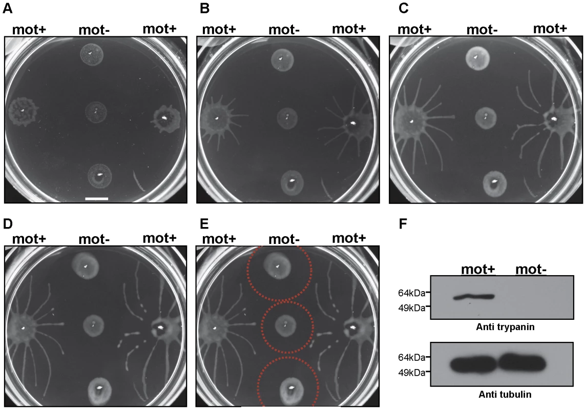 Social motility requires directional cell motility.