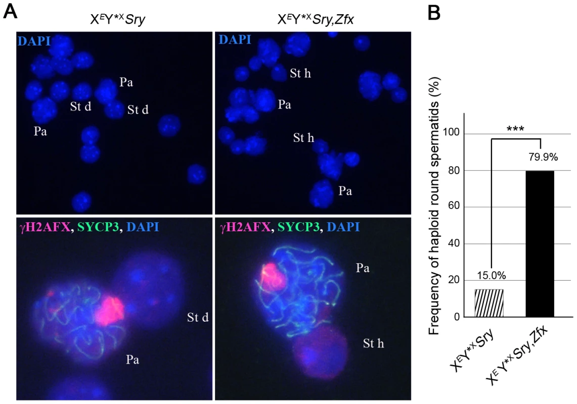 <i>Zfx</i> over-expression promotes meiosis II.