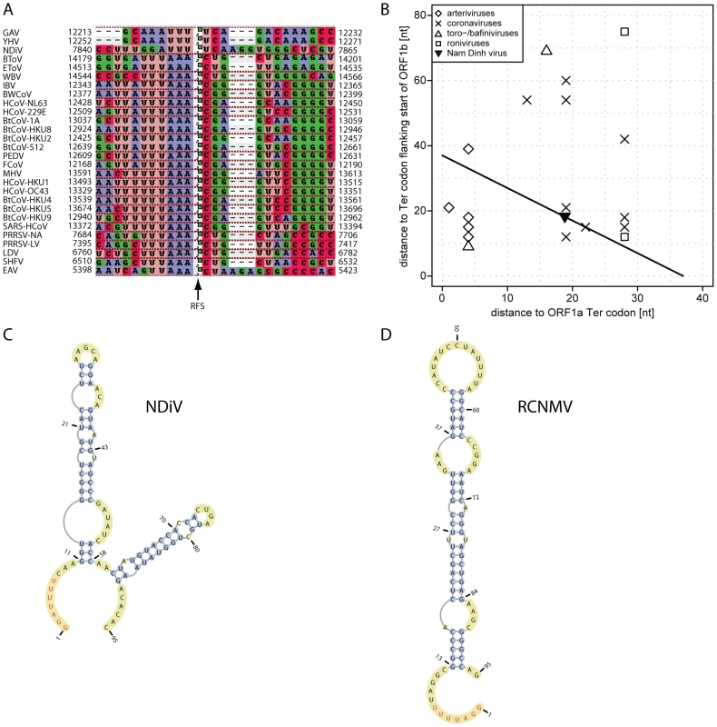 ORF1a/ORF1b ribosomal frameshifting in the NDiV genome.
