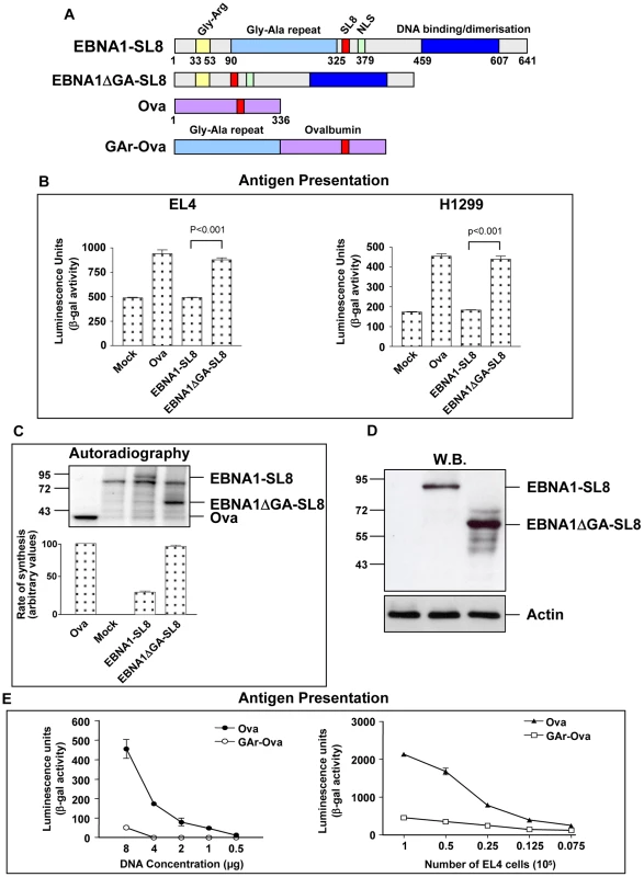 Inhibition of EBNA1 synthesis prevents presentation of peptides derived from the EBNA1 mRNA.