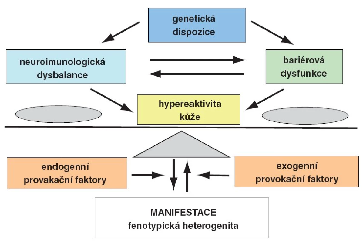 Etiopatogeneze atopické dermatitidy.