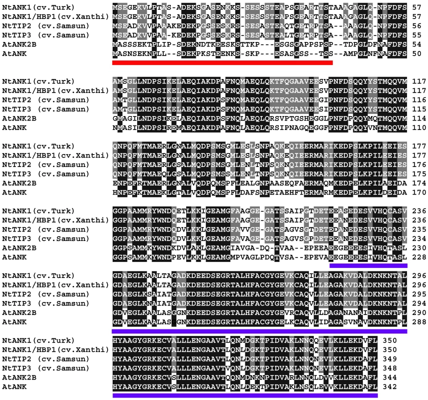 Amino acid sequence alignment of ANK proteins from different tobacco cultivars and Arabidopsis.
