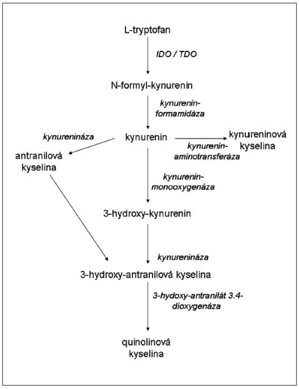 Schéma katabolismu tryptofanu podél kynureninové dráhy (podle Orabona a Grohmana (17), modifikováno)