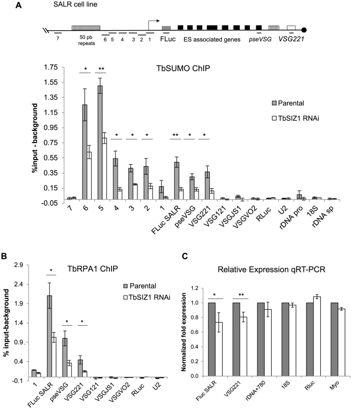 SUMOylation of chromatin-associated proteins by TbSIZ1 is important for efficient recruitment of RNA pol I and <i>VSG</i>-ES expression.