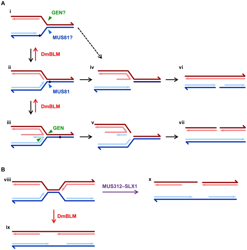 Models for roles of DmBLM and endonucleases in replication fork repair.