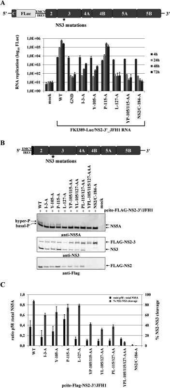 Mutational analysis of the NS3 mutations in the context of a HCV genotype 2a subgenomic NS2-5B replicon revealed NS2-NS3 cleavage is a prerequisite for NS5A hyperphosphorylation.