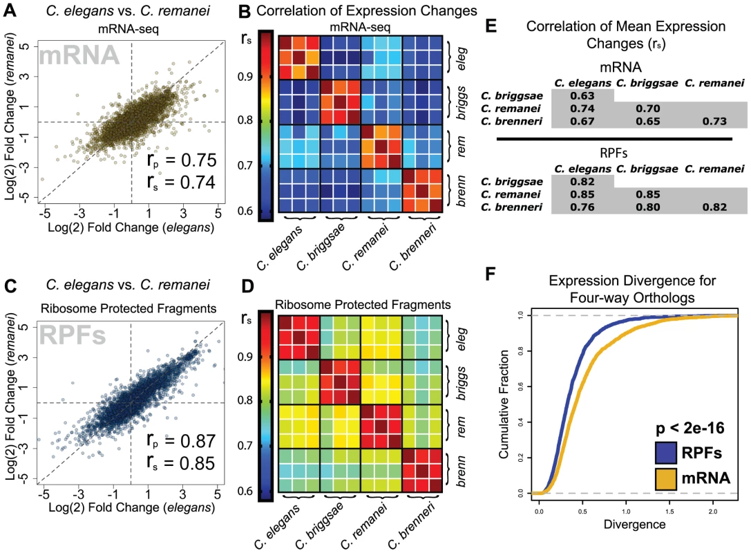 Translatome changes are more similar between species than transcriptome changes.