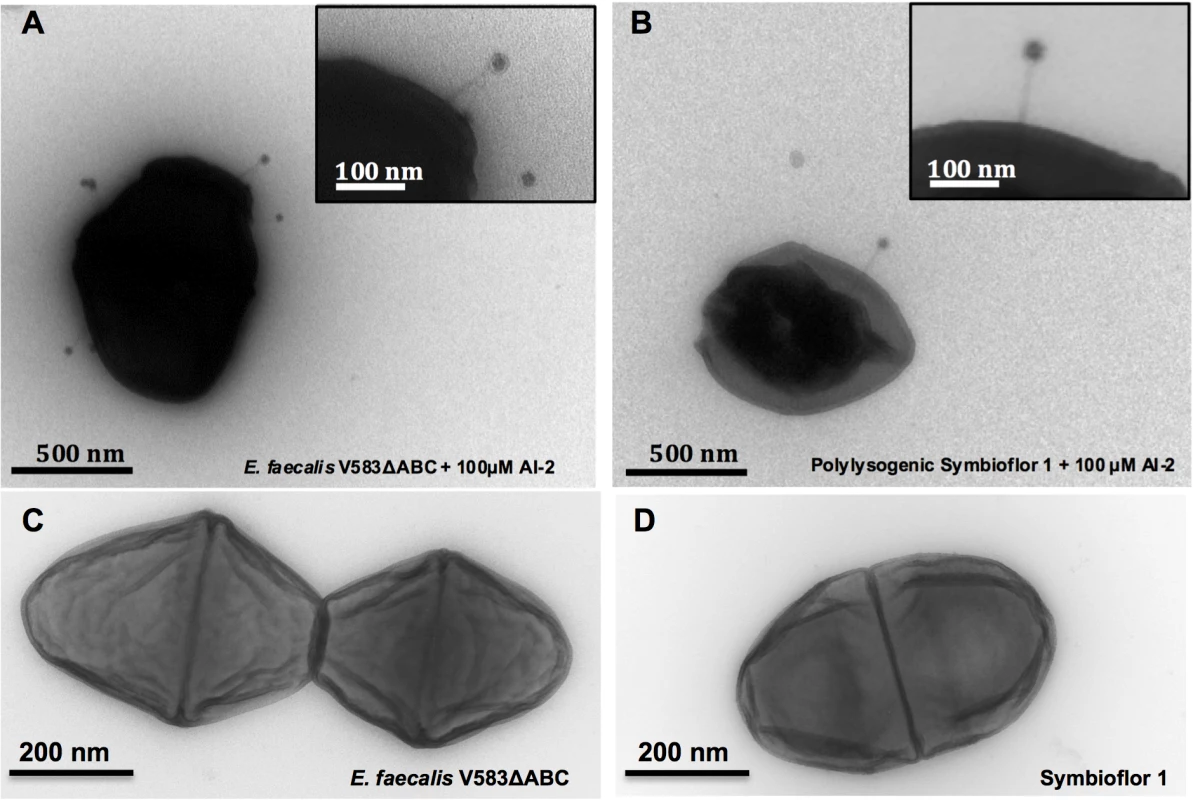 Transmission Electron Micrographs of <i>E. faecalis</i> V583ΔABC and Symbioflor 1 surface-associated phages after induction with 100 μM AI-2 and controls.