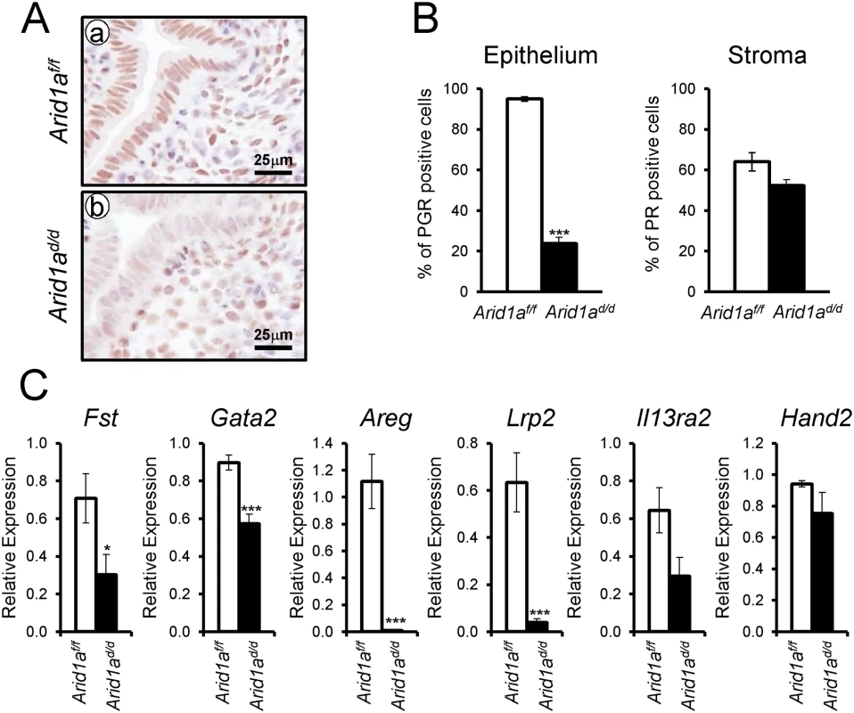 Decreased epithelial PGR expression in <i>Arid1a</i><sup><i>d/d</i></sup> mice.