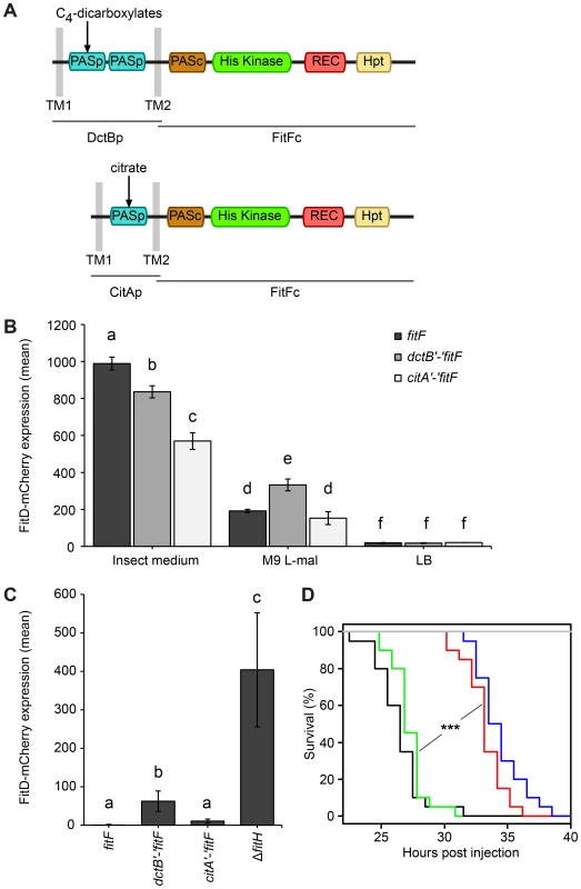 A DctBp-FitFc chimera regulates toxin expression similarly to wild-type FitF.
