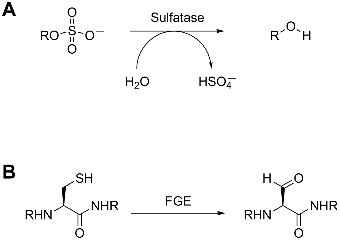 Sulfatase biochemistry.