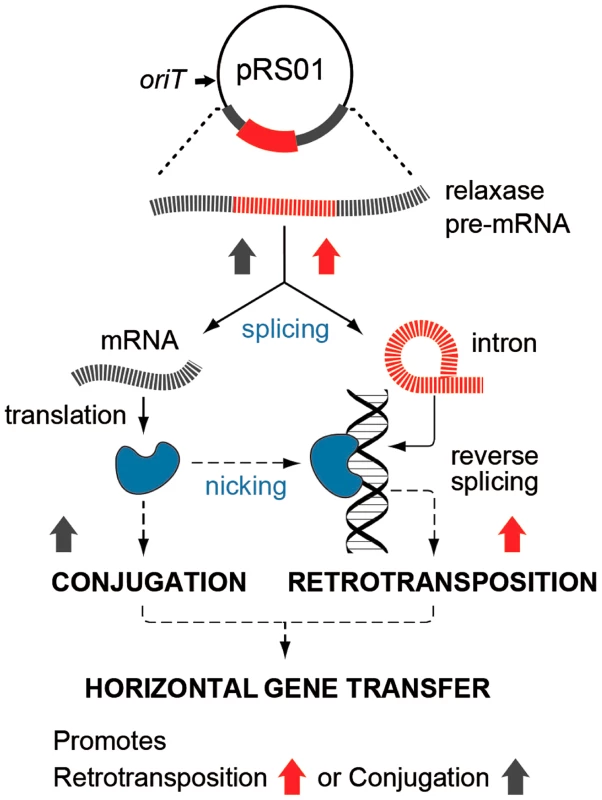 Interaction between pRS01 conjugation and intron retrotransposition.