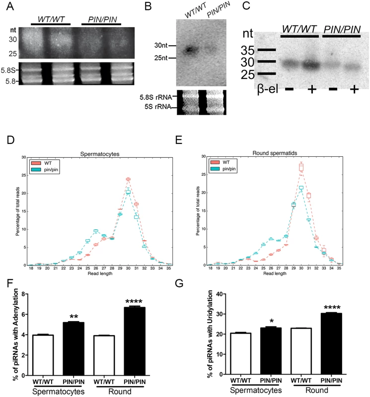 HENMT1 loss results in decreased piRNA bulk and the absence of 3’ 2’-O-methylation and stability.