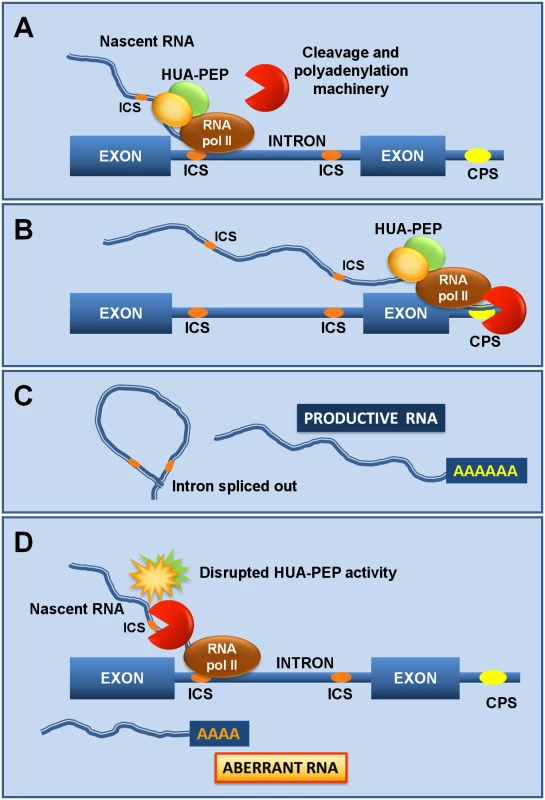 The HUA-PEP activity facilitates pre-mRNA processing of target genes.