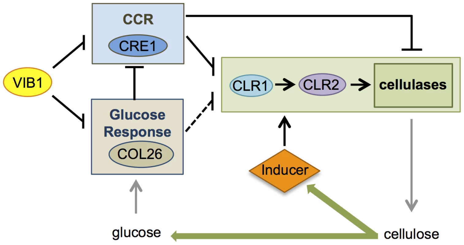 Model for role of VIB1 in regulating glucose sensing/metabolism and CCR under cellulolytic conditions.