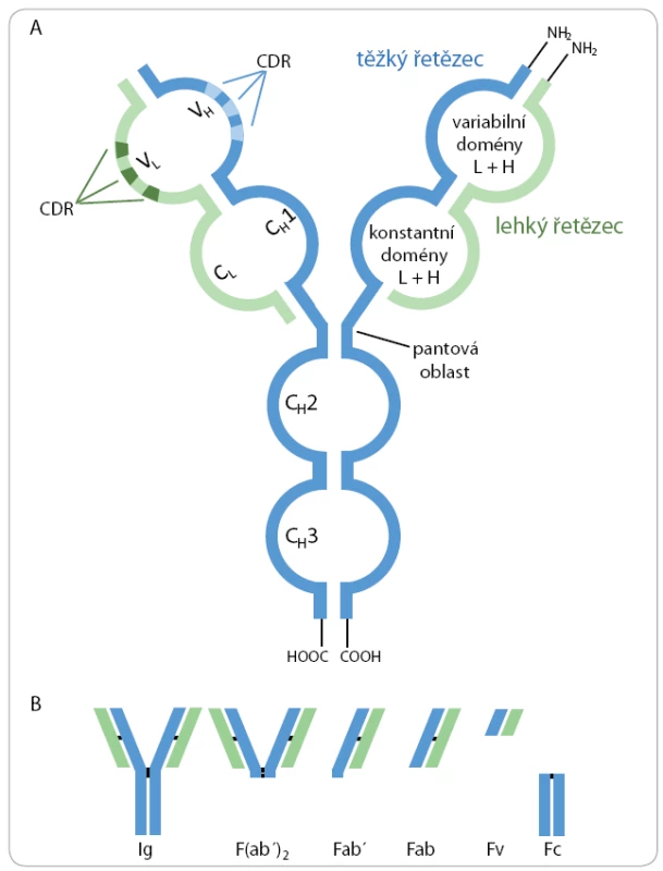 A. Schematické znázornění struktury molekuly imunoglobulinu.
B. Fragmenty protilátek vytvořené proteolytickým štěpením.