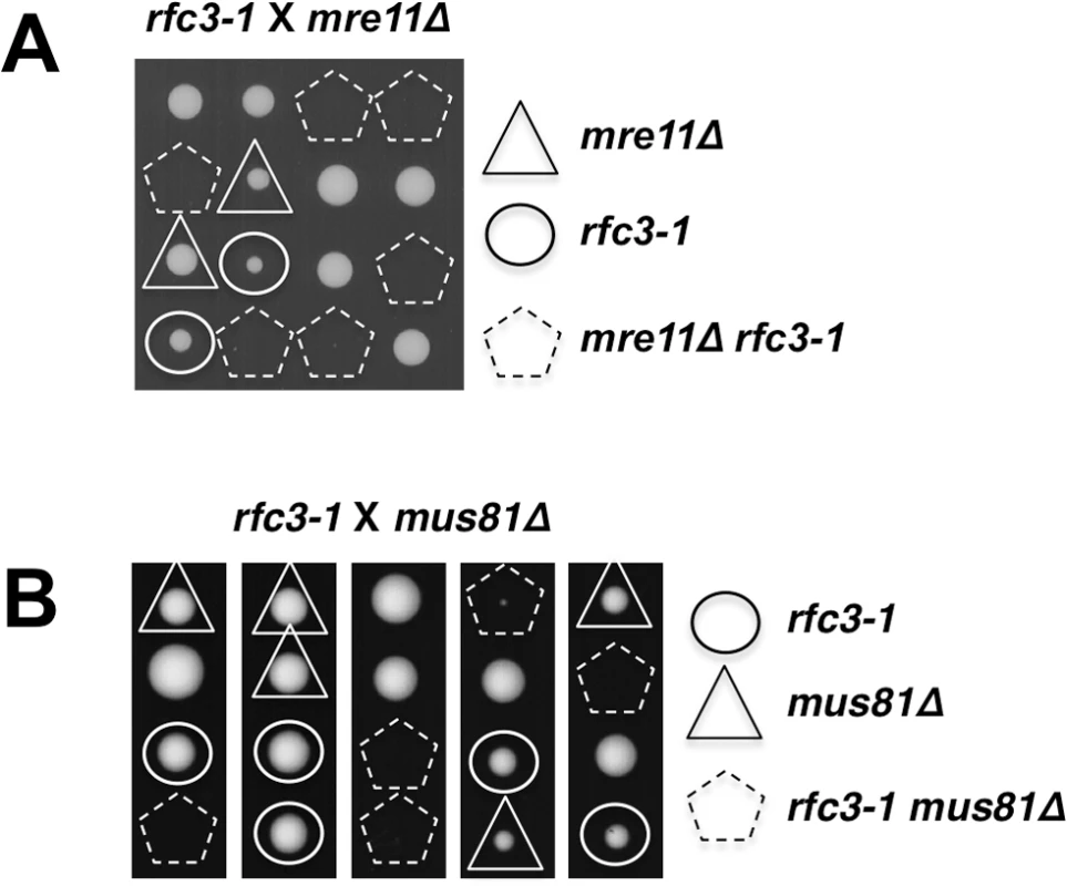 Mre11 and Mus81 are essential in <i>rfc3-1</i> cells.