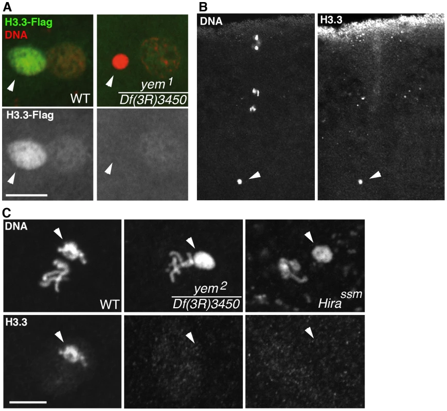 <i>yem</i> is required for H3.3 deposition in the male nucleus.