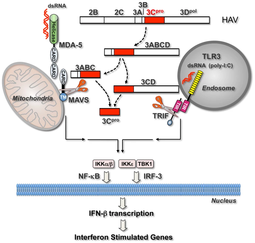 Interferon-activating pathways disrupted during HAV infection by 3C<sup>pro</sup> precursor-mediated proteolysis of signaling adaptor proteins.