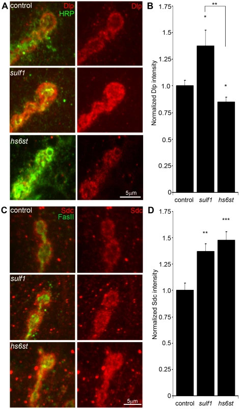 Synaptic HSPG co-receptor abundance is modified by 6-O-S sulfation.