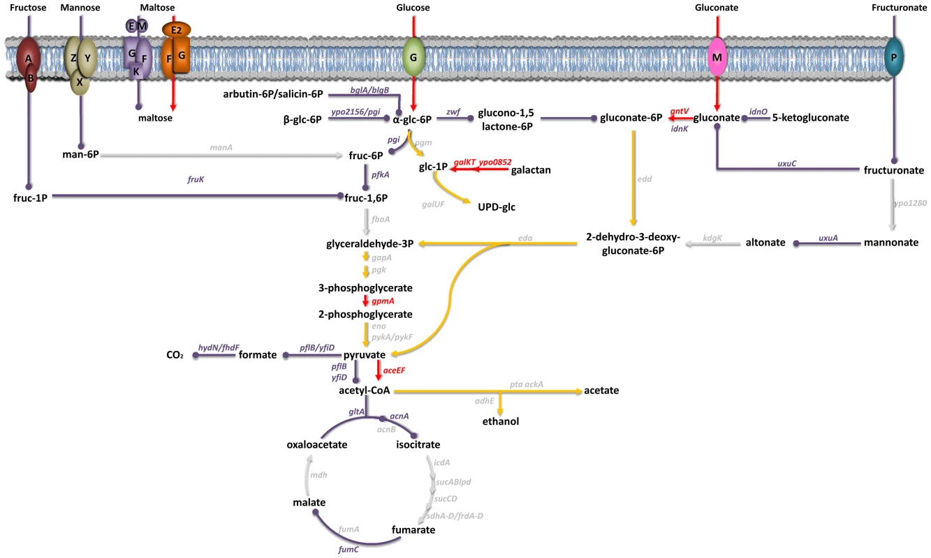 Carbohydrate uptake and metabolism by <i>Y. pestis</i> in its mammalian host.