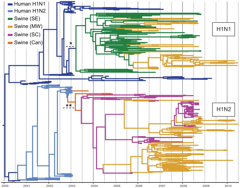 Phylogenetic relationships of 325 human H1-origin swine influenza viruses.