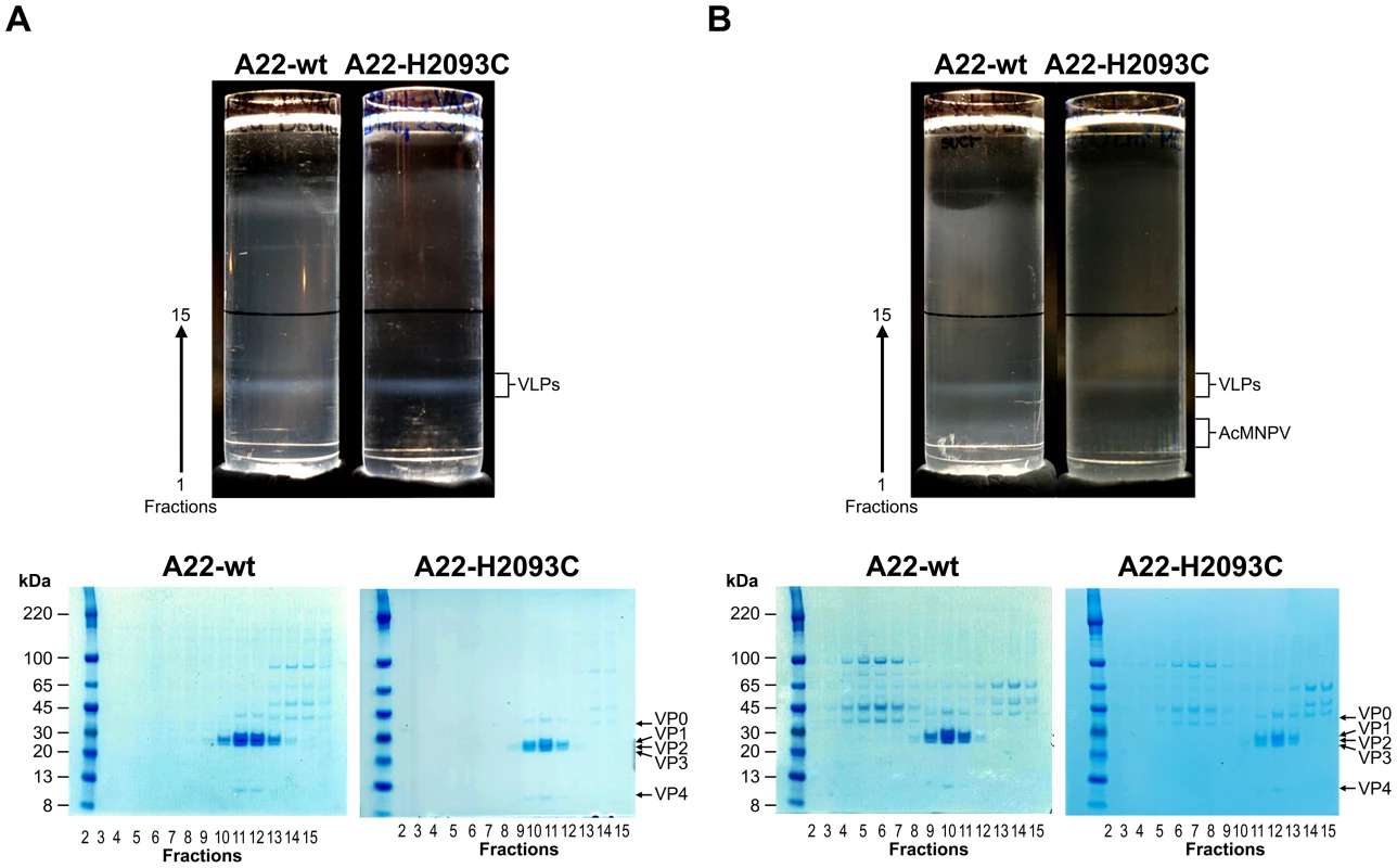 Sucrose gradient purification and SDS PAGE analysis of A22-wt and A22-H2093C recombinant capsids.