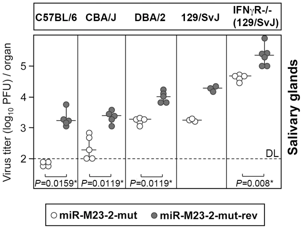 Attenuation of miRNA mutant MCMV in various mouse genetic backgrounds.