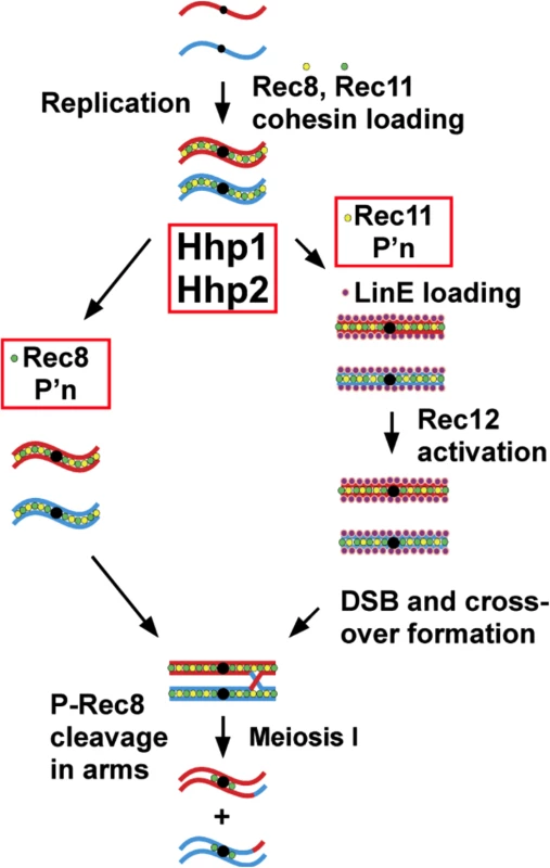 Scheme for dual action of casein kinase 1 (Hhp) on cohesin subunits to regulate meiotic chromosome segregation via Rec8 phosphorylation and to promote linear element formation, meiotic DSB formation, and recombination via Rec11 phosphorylation.