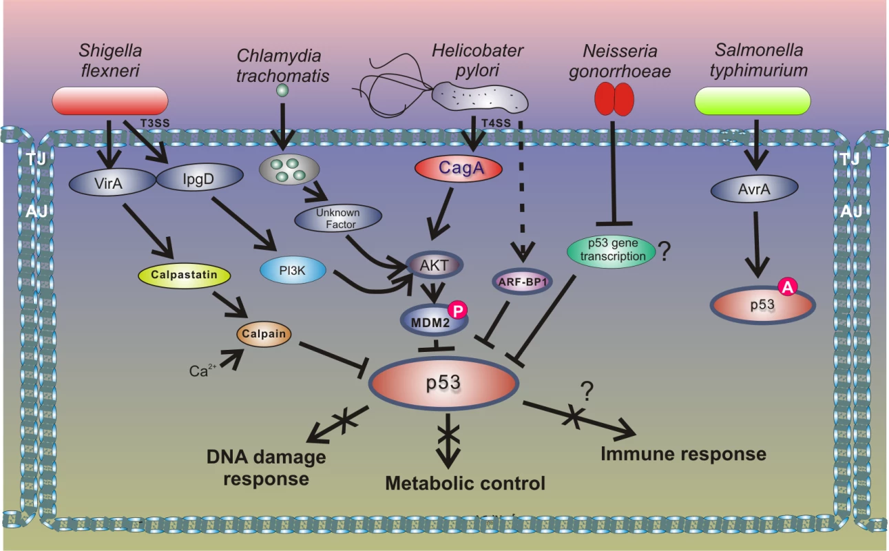Outline of the interactions between bacterial pathogens and the p53 pathway.