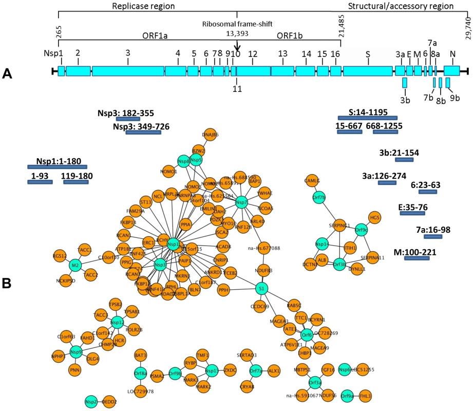 Localization of SARS-CoV ORFs and interaction network of virus host protein interactions.