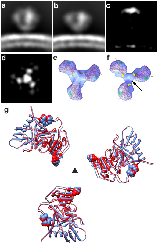 Structural analysis of full-length and V1/V2 loop-deleted HIV-1 R3A trimeric Env.