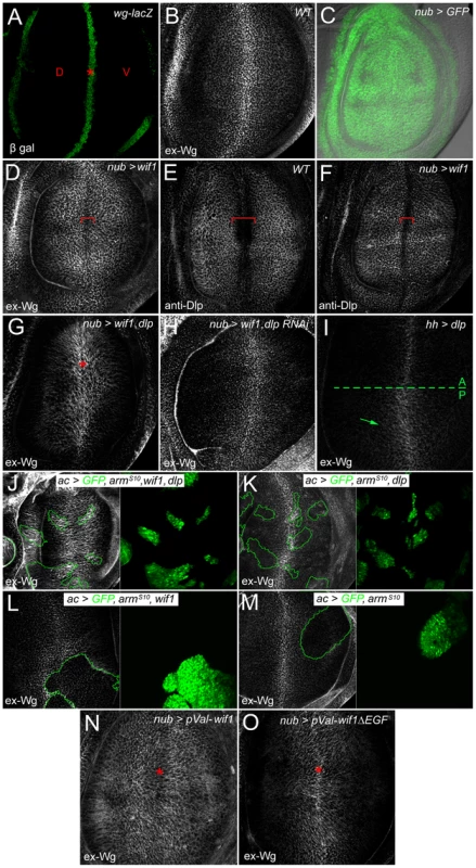 Wif1 stabilizes Wg on Dlp-expressing cells in late third instar wing discs.