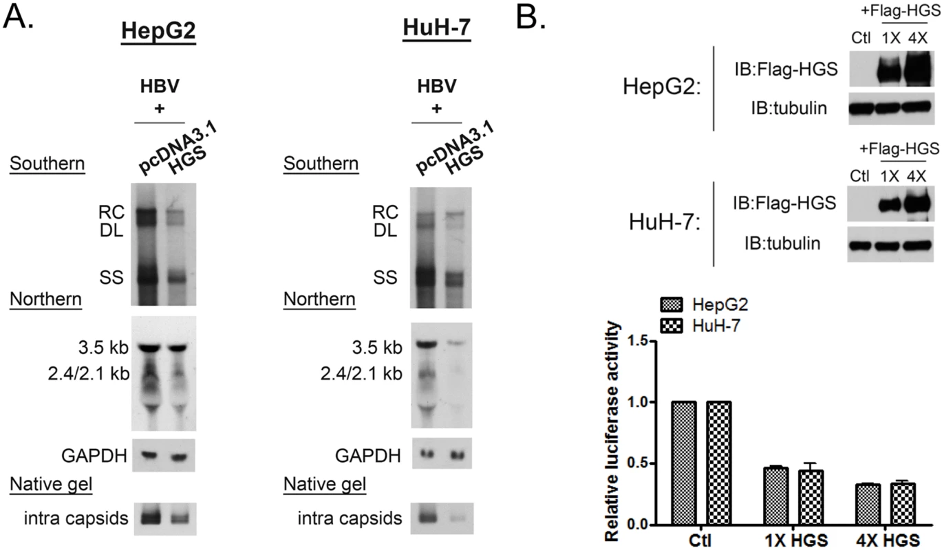 Overexpressed HGS suppressed HBV transcription and replication.