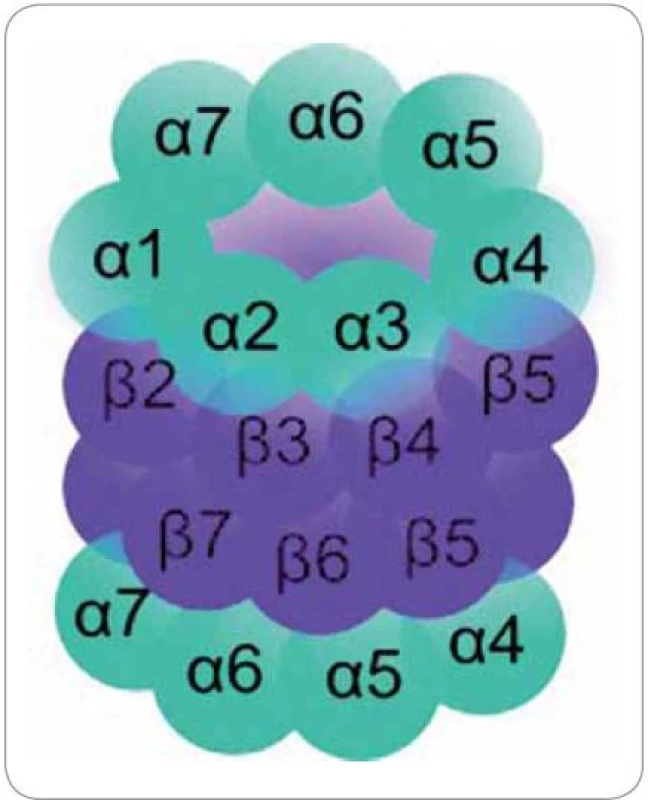 Struktura proteazomu. Čtyři prstence po 7 podjednotkách v pořadí αββα.