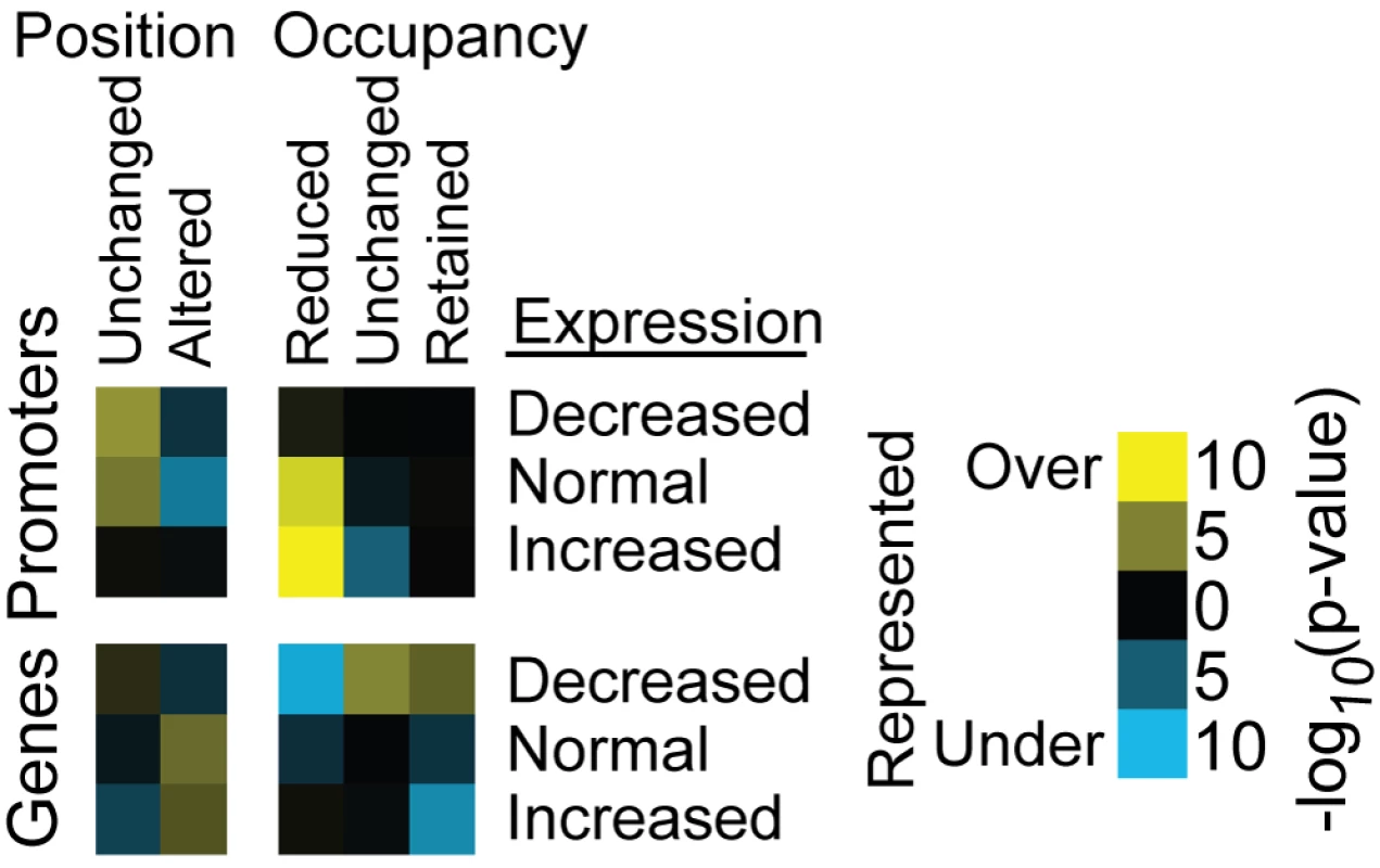 Nucleosomes with reduced occupancy are overrepresented in promoters of genes with increased expression following H3 depletion.
