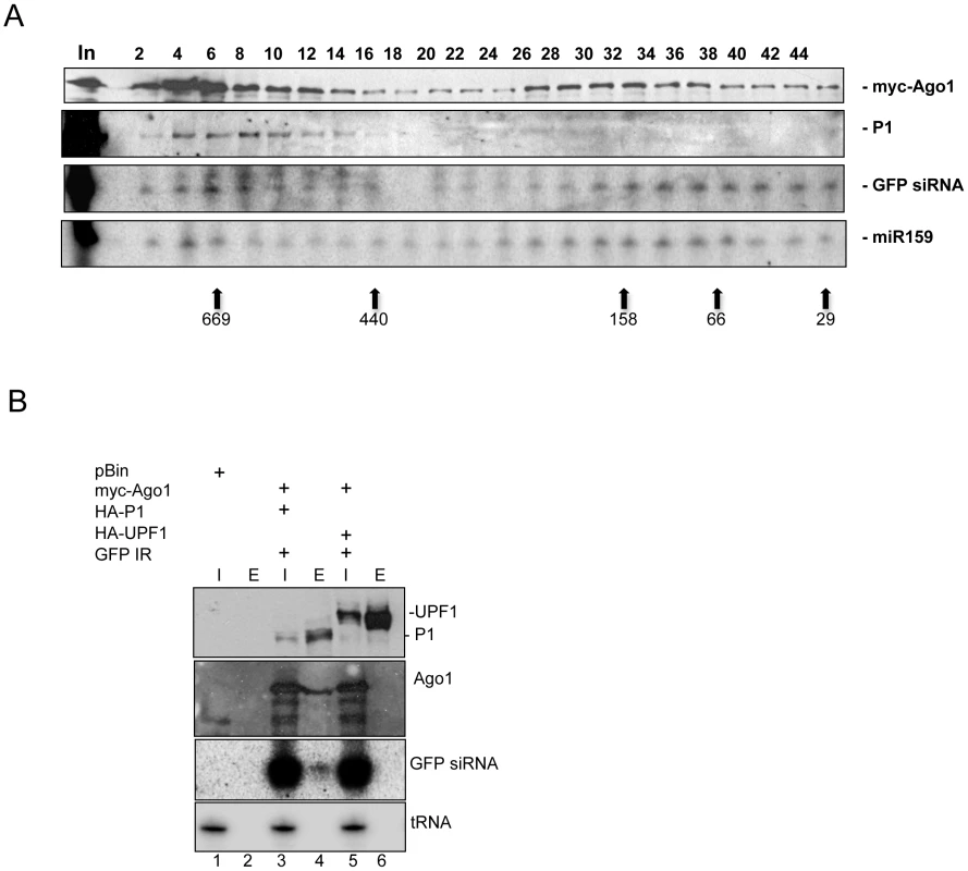 SPMMV P1 cofractionates with AtAGO1 and small RNAs.