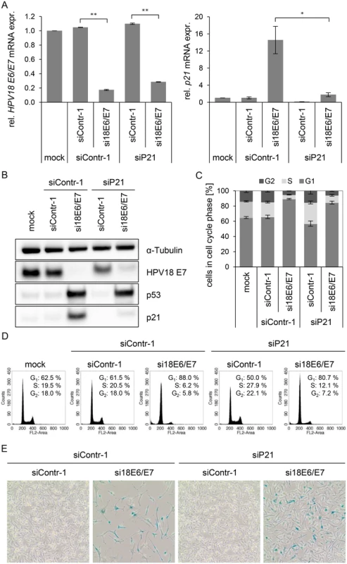 Influence of combined silencing of <i>p21</i> and HPV18 <i>E6/E7</i> expression on the senescent phenotype of HPV-positive cancer cells.
