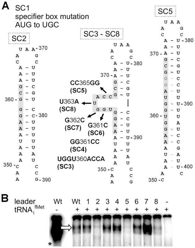 Effect of single nucleotide exchanges in the T-box on tRNA binding.