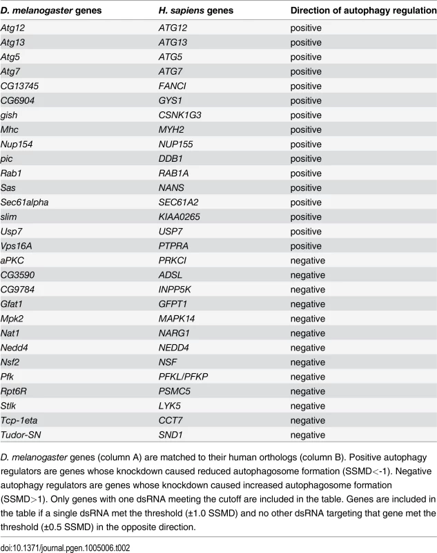 List of genes with one dsRNA scoring in primary culture screen.