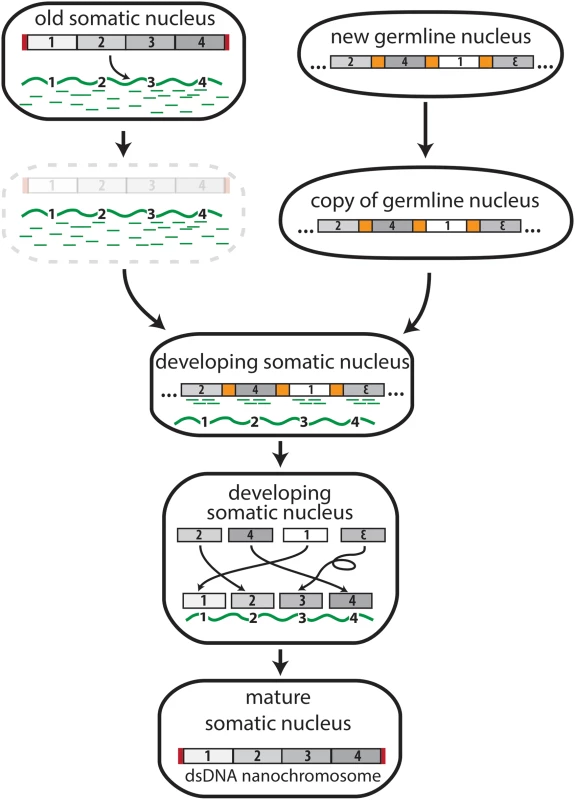 The transfer of genomic information from DNA to RNA in <i>Oxytricha trifallax</i>.