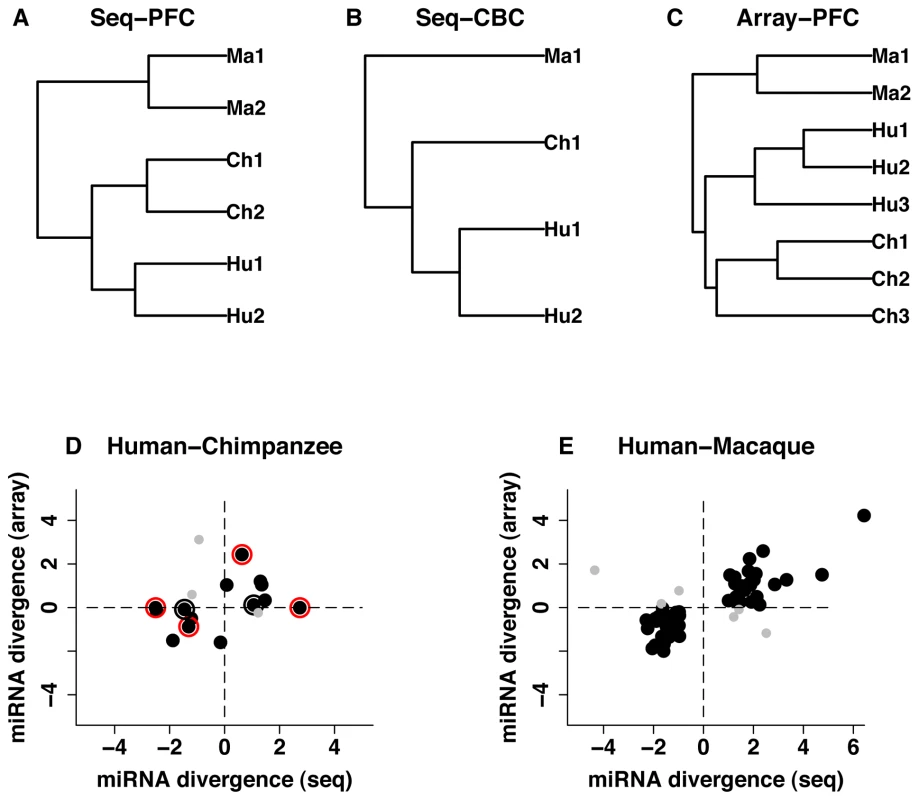 miRNA expression divergence among species and between two brain regions.