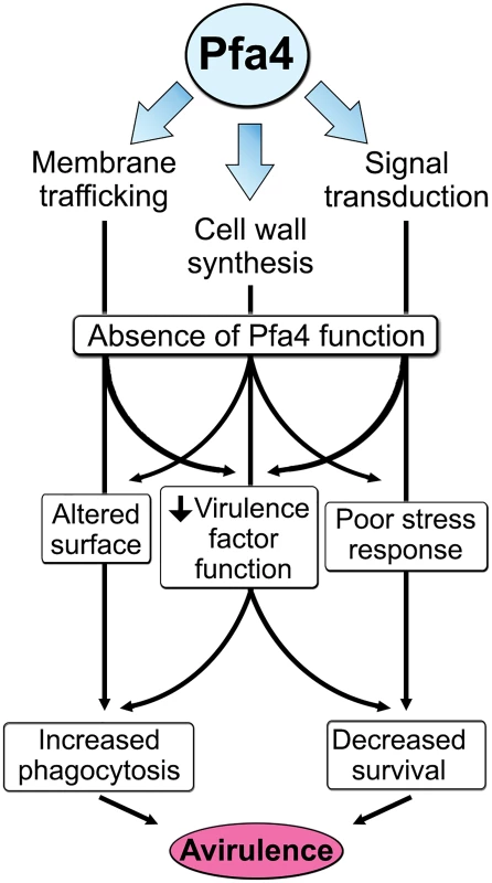 Model of Pfa4 function and relationship to morphology, stress tolerance, and virulence.